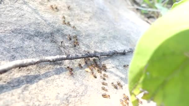 Les Termites Marchent Sur Les Rochers Dans Les Bois — Video