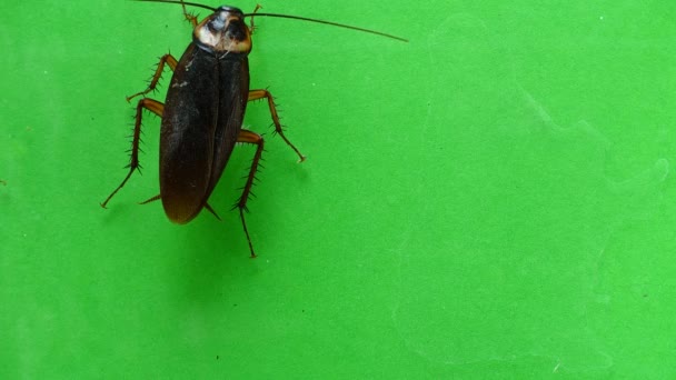 Hamamböceği Yeşil Yere Tırmanma Vardır — Stok video