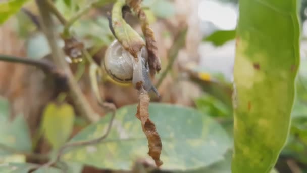 Μικρό Σαλιγκάρι Τρώει Πράσινα Φύλλα Στο Δέντρο Φόντο — Αρχείο Βίντεο
