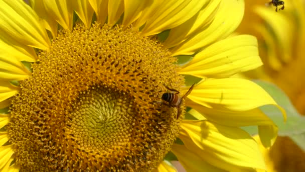 Bee Sunflower Pollen — Stock Video