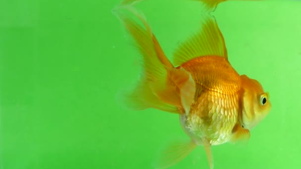 鱼在水中的绿色背景 — 图库视频影像