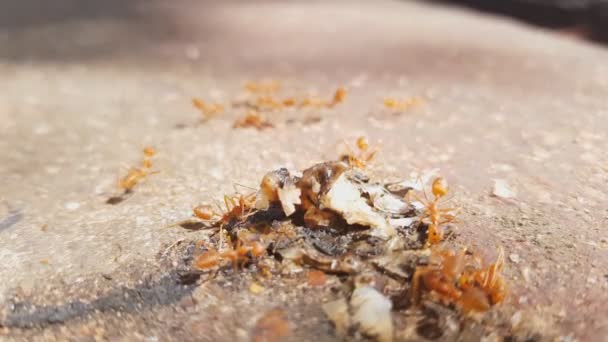 吃食物的红色小蚂蚁 — 图库视频影像
