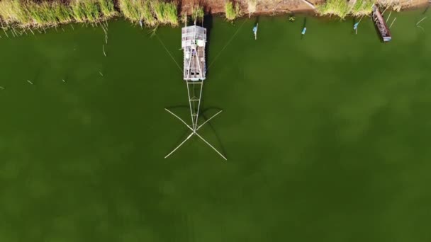 Κορυφή Προβολή Βίντεο Flattering Για Ψάρια Στη Λίμνη Πράσινο — Αρχείο Βίντεο