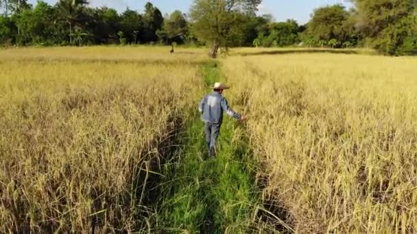 Los Agricultores Están Comprobando Arroz Los Campos — Vídeos de Stock