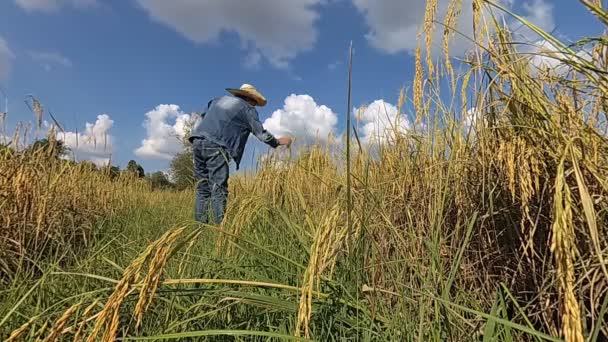 Agricultores Estão Verificar Arrozal Nos Campos — Vídeo de Stock