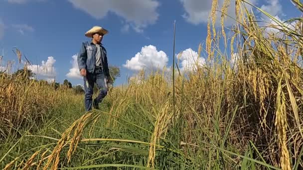 Zemědělci Jsou Kontrola Paddy Polích — Stock video