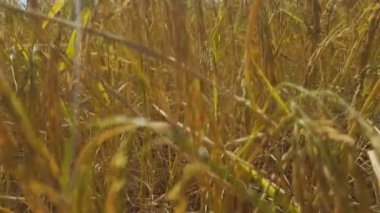 Alandaki sarı Paddy