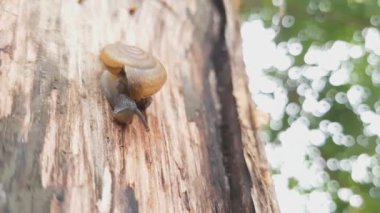 Salyangoz üzerinde ağaca tırmanmayı.