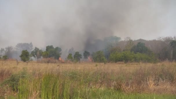 Вогонь Спалює Ліс — стокове відео
