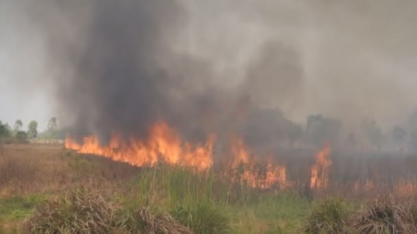 Das Feuer Brennt Den Wald Nieder — Stockvideo