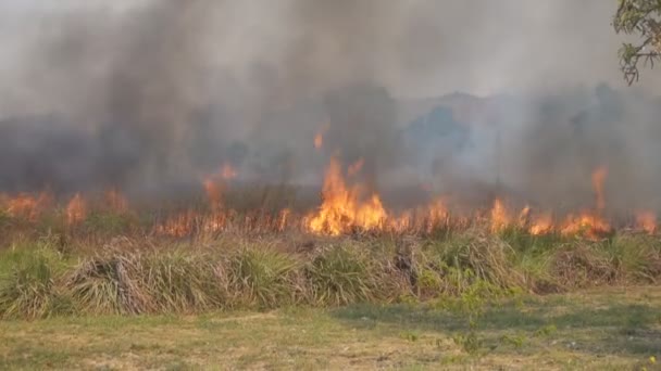 Fuego Está Quemando Bosque — Vídeo de stock