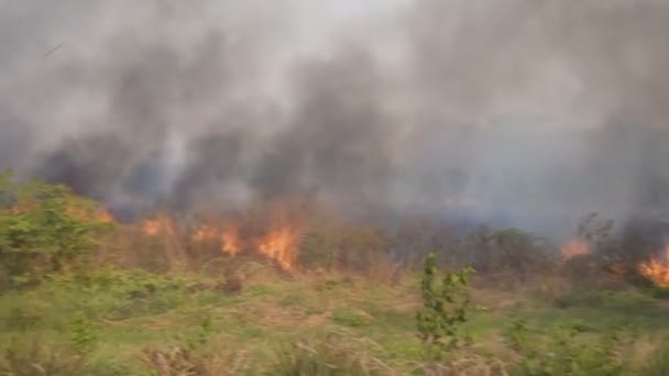 Огонь Горит Лесу — стоковое видео