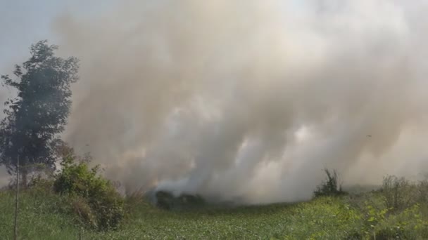 Brand Rök Från Skogs Bränningen — Stockvideo