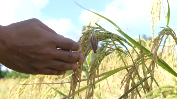 农民们正在稻田里检查水稻 — 图库视频影像
