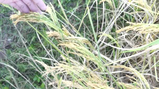 Jordbrukarna Kontrollerar Ris Risfält — Stockvideo