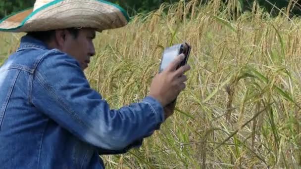 コンバインのデジタルタブレットを使用している農夫は日光の朝に水田で米を集める — ストック動画