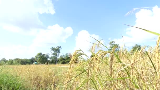 Reis Reisfeld Hat Einen Wind Himmel Hintergrund Weht — Stockvideo