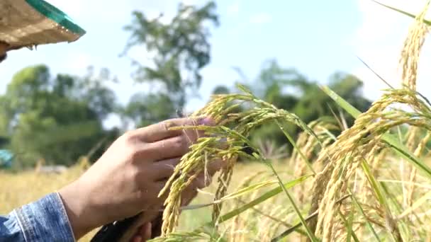 Los Agricultores Controlan Arroz Los Arrozales — Vídeos de Stock