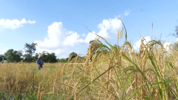 Farmers Checking Rice Rice Fields — Stock Video