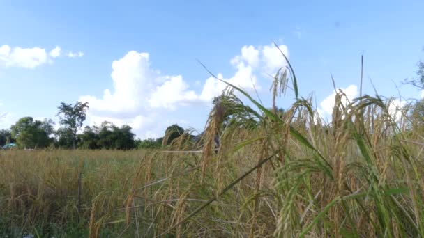 亚洲农民正在稻田里检查水稻 — 图库视频影像