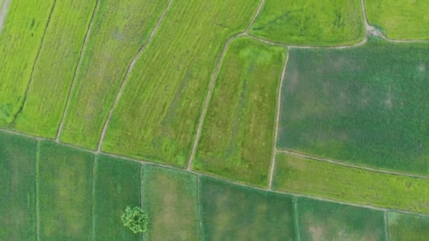 Video Ángulo Alto Campo Arroz Una Mesa — Vídeos de Stock