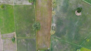 Yüksek açı video, pirinç tarlası bir tablo