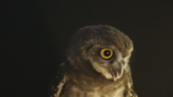 Owl Cries Camera Black Background — Stock Video