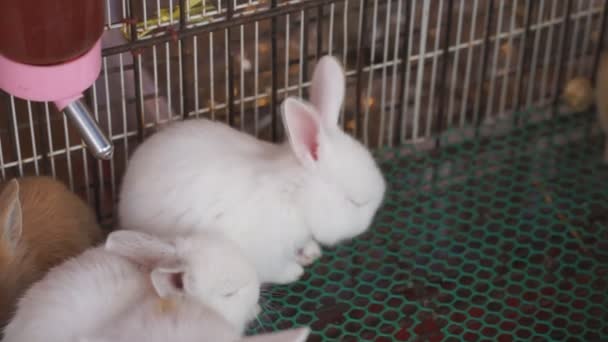 Ein Kleines Kaninchen Das Auf Vielen Bauernhöfen Liegt — Stockvideo