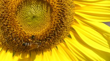 Arılar ayçiçeği poleni üzerindedir..