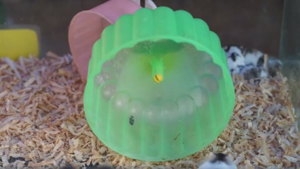 プラスチックカレーの中を走る白いネズミ — ストック動画