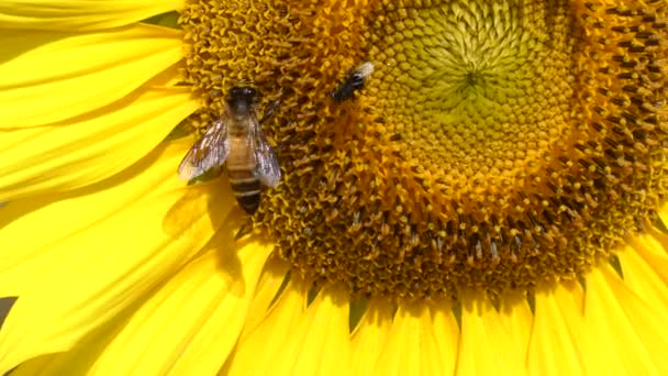 蜜蜂在向日葵花粉上 — 图库视频影像