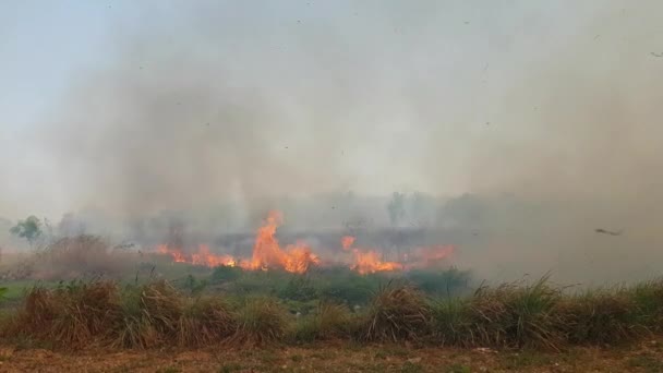 Das Feuer Das Das Grasland Verbrannte War Sehr Weit — Stockvideo