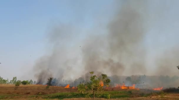 Feu Qui Brûlé Prairie Était Très Large — Video