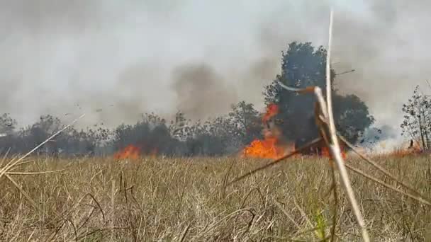 Das Feuer Das Das Grasland Verbrannte War Sehr Weit — Stockvideo