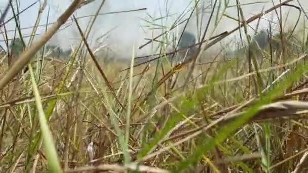 Feu Qui Brûlé Prairie Était Très Large — Video