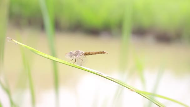 Dragonfly Top Van Het Groene Gras — Stockvideo