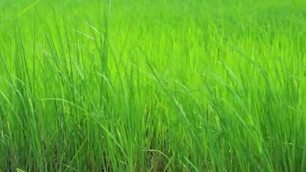 Green Rice Fields Very Beautiful — Stock Video