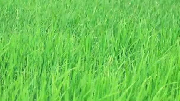 Green Rice Fields Very Beautiful — Stock Video