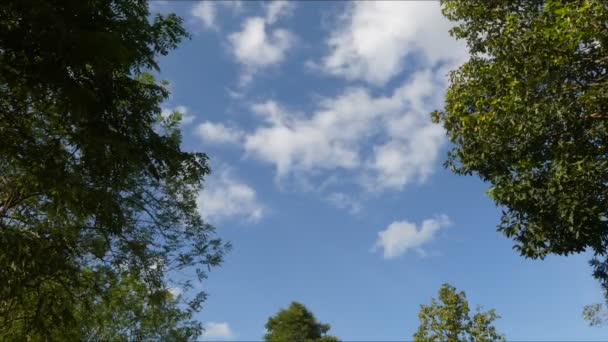 Weiße Wolken Ziehen Mit Bäumen Vor Sich Her — Stockvideo