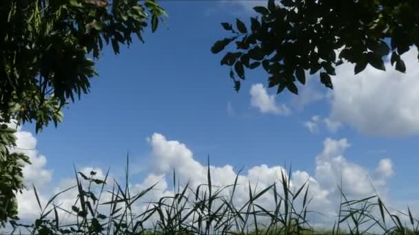 延时视频 白云背景上的叶树 — 图库视频影像