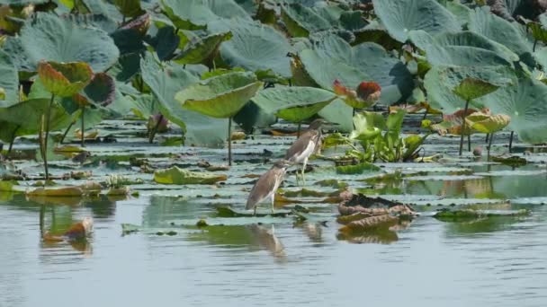 Water Vogels Lopen Het Lotus Blad — Stockvideo