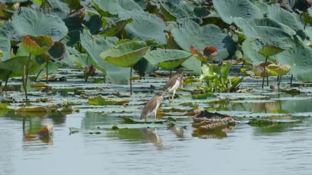 Las Aves Acuáticas Caminan Sobre Hoja Loto — Vídeo de stock