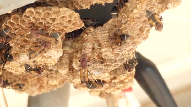 Видео Wasp Гнездо Много — стоковое видео