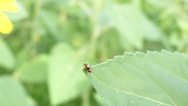 Coccinella Septempunctata Yedi Noktalı Uğur Böceği Frenk Üzümü Yeşil Yaprak — Stok video