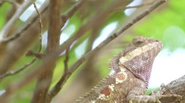 Renkli Panter Bukalemun (Furcifer pardalis) ağaç üzerinde yakın,