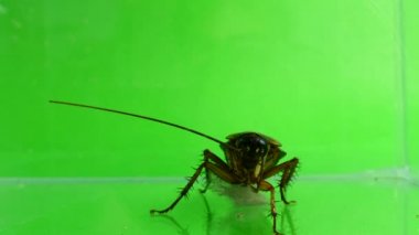 Beyaz arka plan üzerinde Madagaskar tıslama hamamböceği ekranın üst kısmından alta gidiyor.