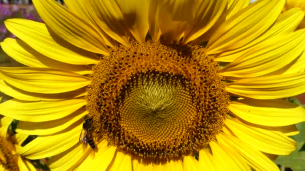Méhek Nagy Sárga Napraforgó Pollen — Stock videók