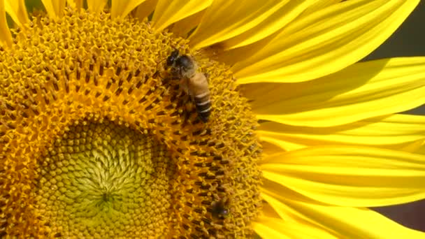 蜜蜂在大黄色向日葵花粉 — 图库视频影像