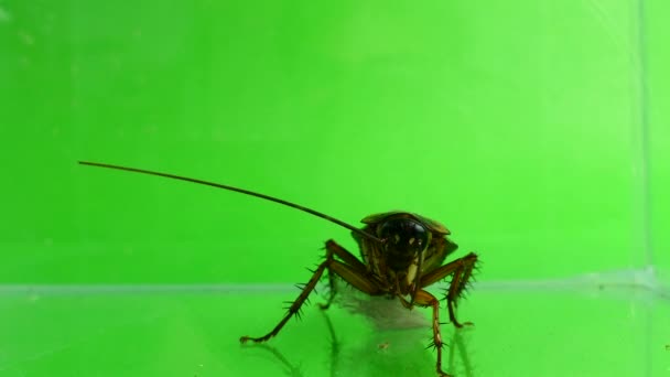 Madagaszkár Sziszegő Csótány Fehér Háttér Megy Képernyő Felső Részén Aljára — Stock videók