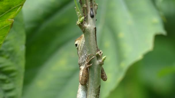 Chameleon Sedí Malém Dřevěného Stromu — Stock video